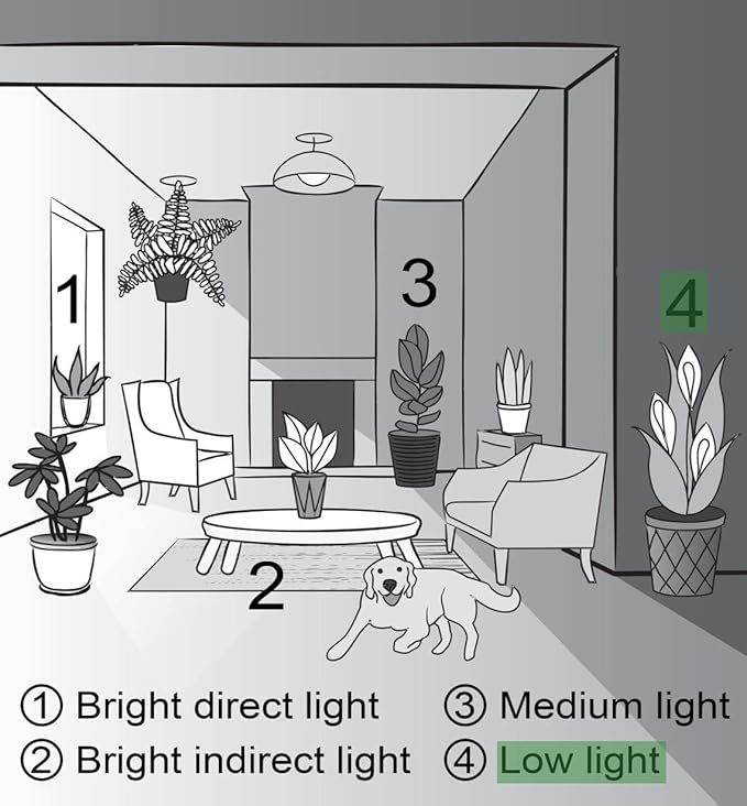 Live Peace Lily Plant, Spathyphylum, Low Light, Live Indoor Plant, 4" Diameter Pot