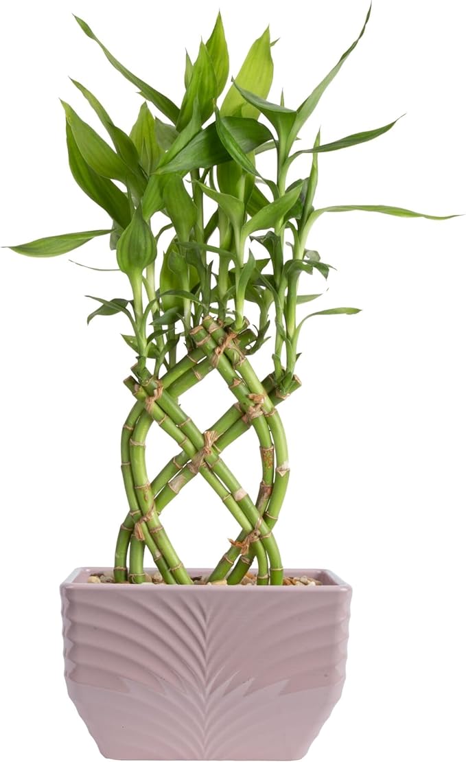 Costa Farms Lucky Bamboo Plant, Easy to Grow Live Houseplant in Indoor Bamboo Pot, Potting Mix, Grower's Choice, Birthday Gift, Home, Office, Plant Shelf Zen Room Decor, 12-Inches Tall