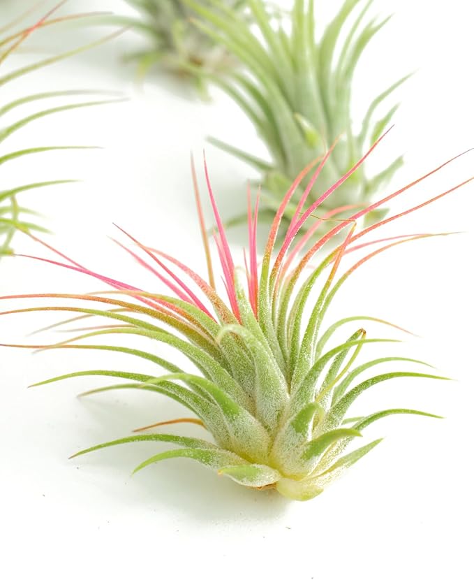 Shop Succulents Ionantha Tillandsia Air Plants, Assorted Mini Live Indoor Plants for Home Decor & Gifts, Low Maintenance, Natural Air Purifier, Hanging Plants, Favors, Terrarium Plants, Pack of 20