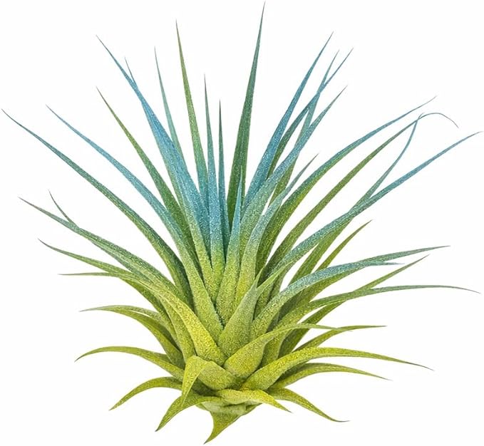 Live Colored Air Plants 2 Pack - Vibrant Color Enhanced Tillandsia, Easy Care Indoor Outdoor Houseplant, Home Decor, Terrariums & Gifts