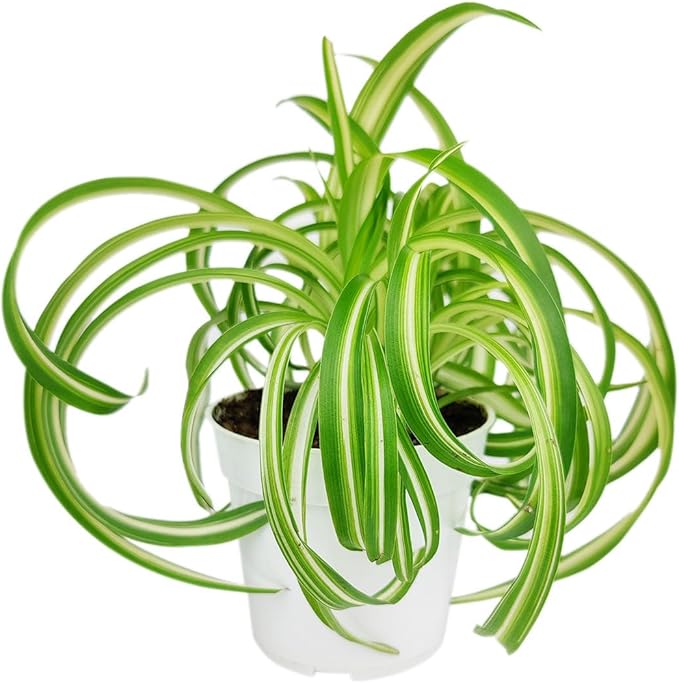 Curly Spider Plant 'Bonnie' (4 inch) - Air-Purifying Houseplants - 4/6 inch Unique Live Decorative Houseplants - Low-Maintenance Indoor Plants, House Warming Gift, Natural Air Purifier