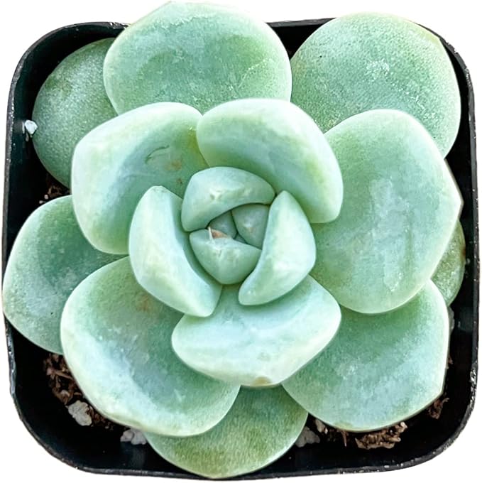 Sprout N Green Echeveria 'Ice Green', Mini Live Succulent Fully Rooted in 2 inch Starter Pot with Soil Mix, House Plant for Indoor Outdoor Home Office Wedding Decoration Party Favor