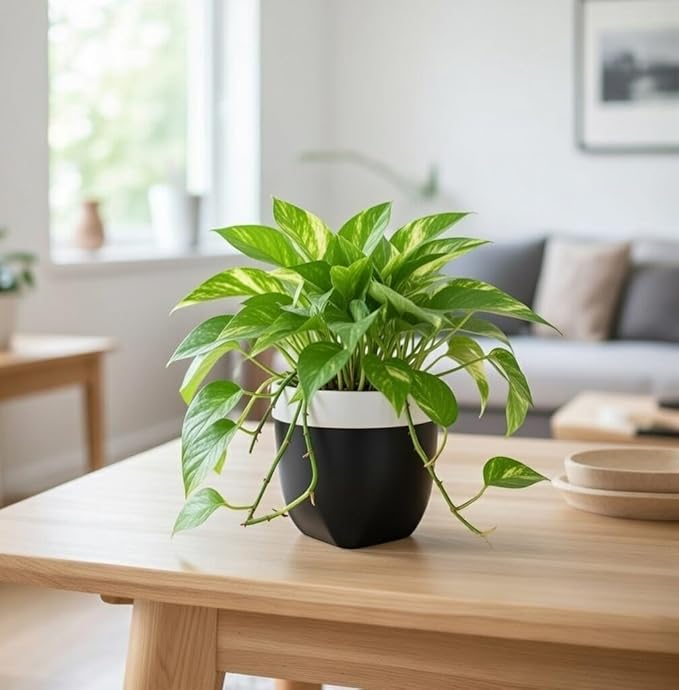 Hosley Grower Versa Pot - Your Choice of Color and Size. Ideal for Weddings Party Home Decor Office Spa K9 (6.5", Black)