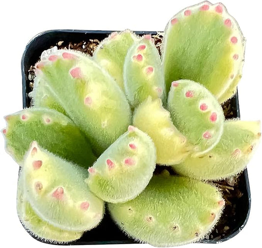 Sprout N Green Variegated Bear’s Paws, Live Succulent Plant Fully Rooted in 2" Pot with Soil, Home Office Indoor Outdoor Wedding Decoration DIY Project, Easy to Care, Pets Friendly