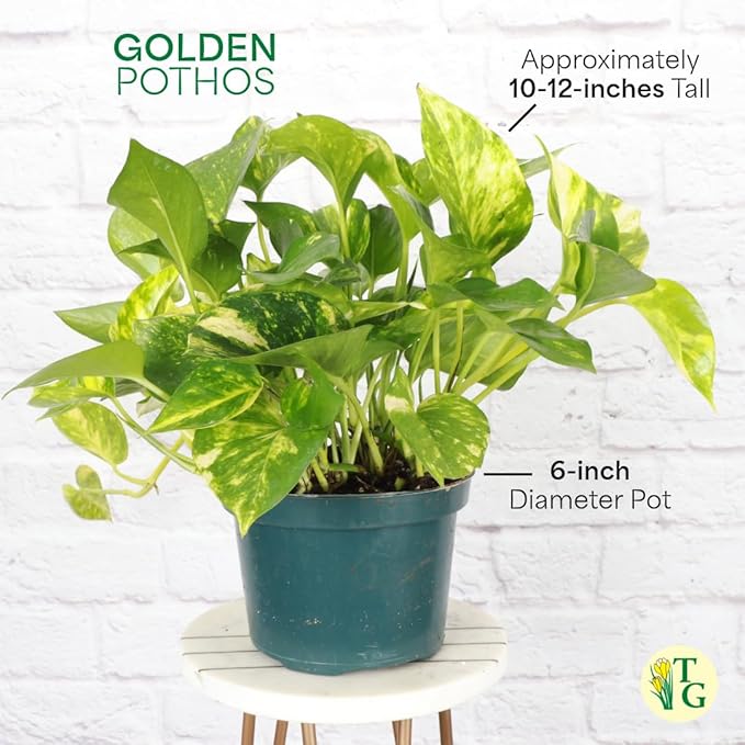 Thorsen's Greenhouse Golden Pothos, Live Indoor Vining Plant, Easy to Grow, Variegated Houseplant, Natural Air Purifier (Navy, 6-inch Pot)