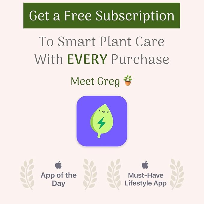 American Plant Exchange Peace Lily Spathiphyllum – 10-Inch Pot – Live Indoor Flowering Houseplant, Easy Care Low Light Plant for Home, Office, or Sympathy Gift Decor