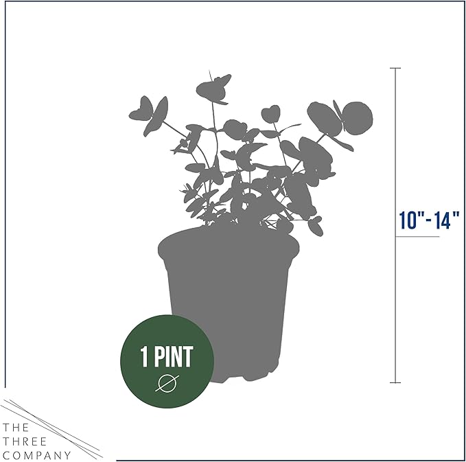Live Aromatic and Healthy Herb - Eucalyptus (6 Per Pack), Assorted Varieties - Natural Air Purifier, 8" Tall by 3" Wide in 1 Pint Pot