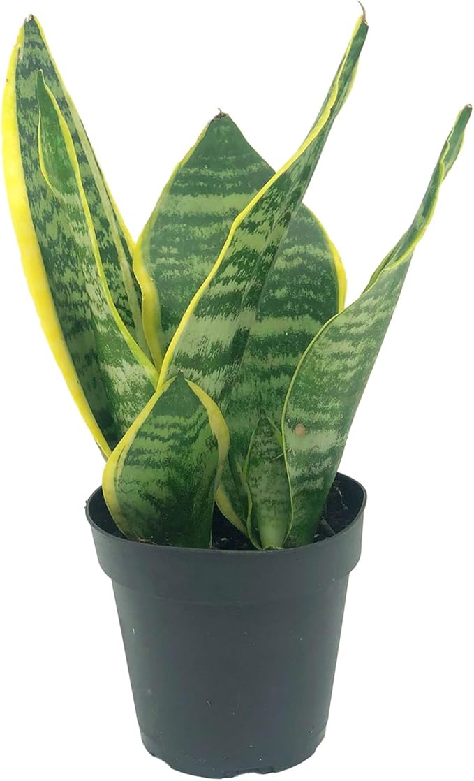 Live Snake Plant – Sansevieria Superba Trifasciata – ragnaroc Tropical Plant in 4” Pot +6” Plant Height, Indoor House Plant in Pot, Potted Succulent Plant