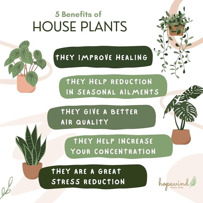 Button Fern, Live Indoor Plant, Pet-Friendly, Easy Care and Easy to Grow Houseplant, Air Purifying Plant, 4 inch Pot - Hopewind Plants Shop