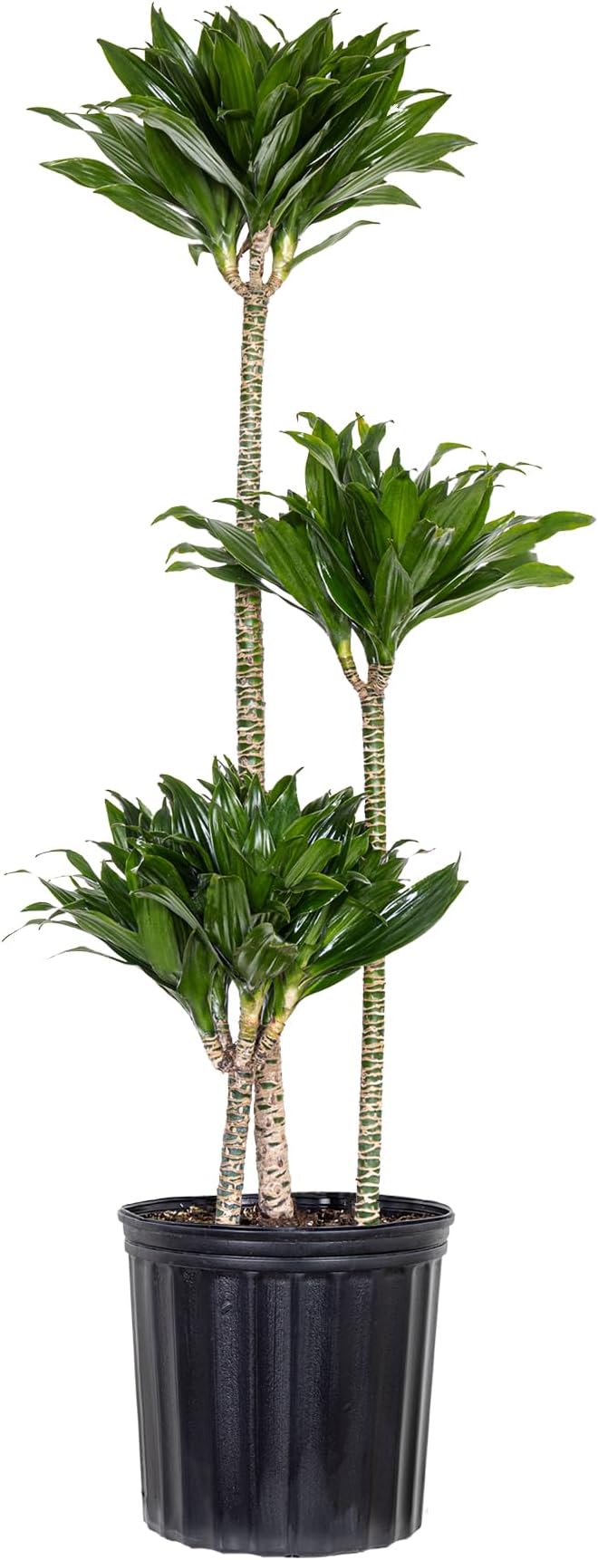 Dracaena Janet Craig Compacta Live Plant by United Nursery, 38–42 inches Tall in 10 inch Plant Pot, Indoor Outdoor House Plant, Easy Care Large Floor Plant for Office, Patio and Home Decor