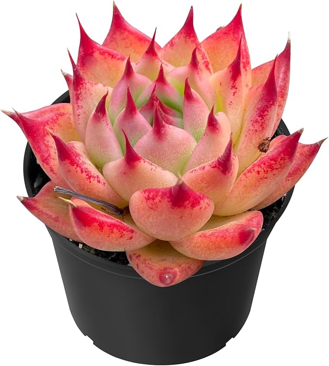 Sprout N Green Echeveria Toscannelly, Live Eyelash Succulent Fully Rooted in 2" Pots with Soil Mix, Houseplant for Indoor Outdoor Home Office Wedding Decor Party Favor, Easy to Care, Pet-Friendly