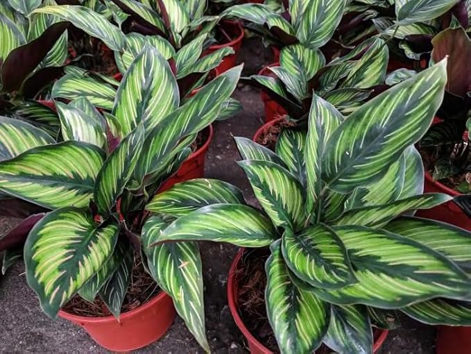 Elevate Your Calathea with Gardenera's Organic Soil Blend - Cultivate Healthier and More Captivating Foliage - 1 Quart