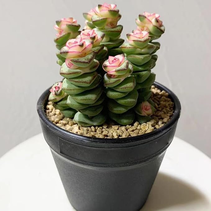 YISZM Succulent and Cactus Maifanitum Stones Garden Accessorie Rocks Pumice for Indoor Plants, Bonsai, Fairy Gardening, Vases Fillers, Terrarium, 5lb