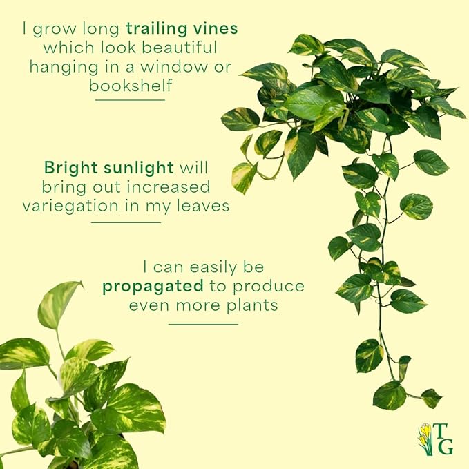 Thorsen's Greenhouse Golden Pothos, Live Indoor Vining Plant, Easy to Grow, Variegated Houseplant, Natural Air Purifier (Black - Hanging, 4-inch Pot)