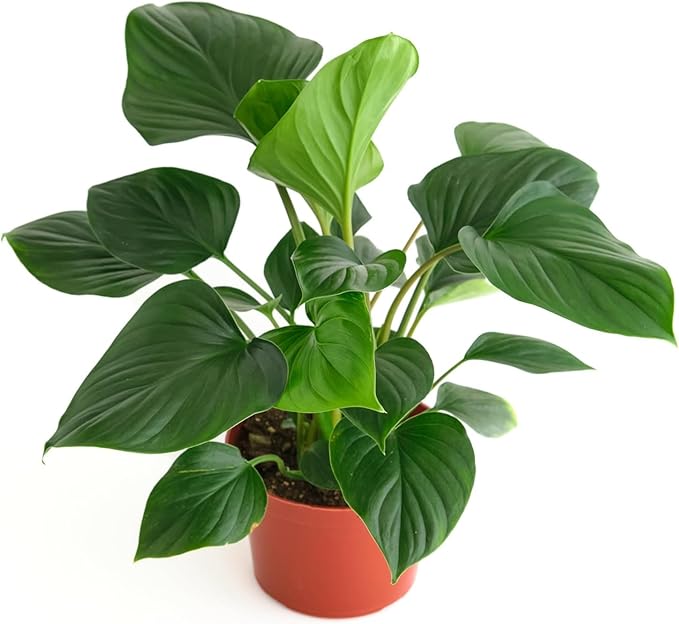 Shop Succulents Homelomena Emerald Gem, Live Indoor Plant, Low Maintenance Tropical Houseplant with Glossy Green Leaves, Ideal for Home Decor, Office, and Room Enhancement, 6 Inch Nursery Pot