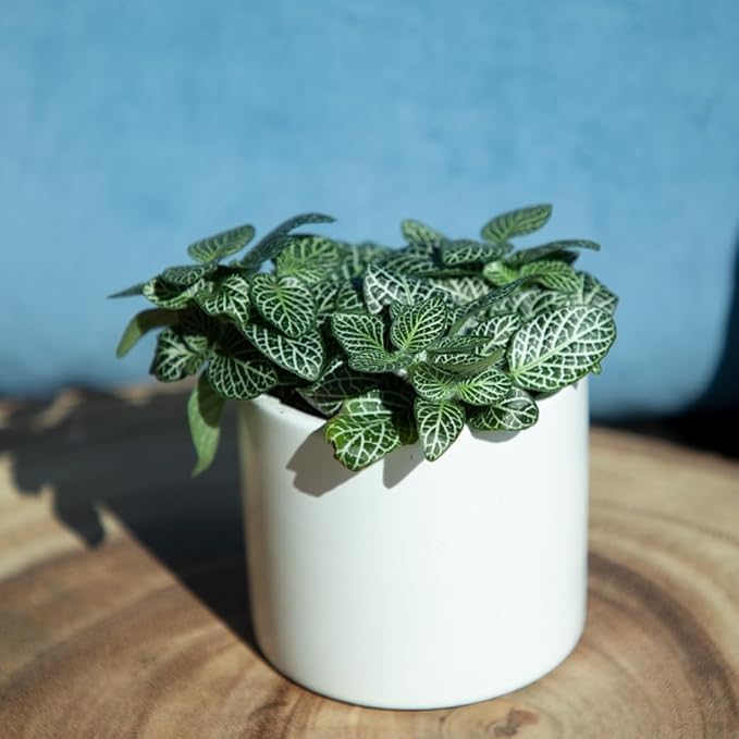 Altman Plants Live Houseplants (6PK), Indoor Plants for Delivery Prime, Live Plants and Gardening Gifts for Plant Lovers, Planters for Indoor Plants with Potting Soil, Live House Plants Indoors Live
