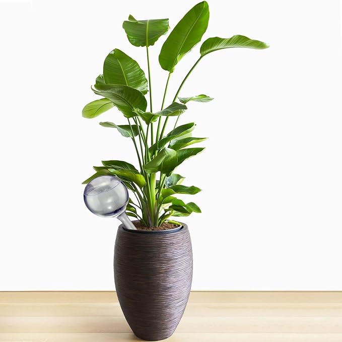 Self Watering Globes for Plants - Automatic Watering Bulbs for Indoor & Outdoor Potted Plants, Vacation Plant Care, Water Conservation Device