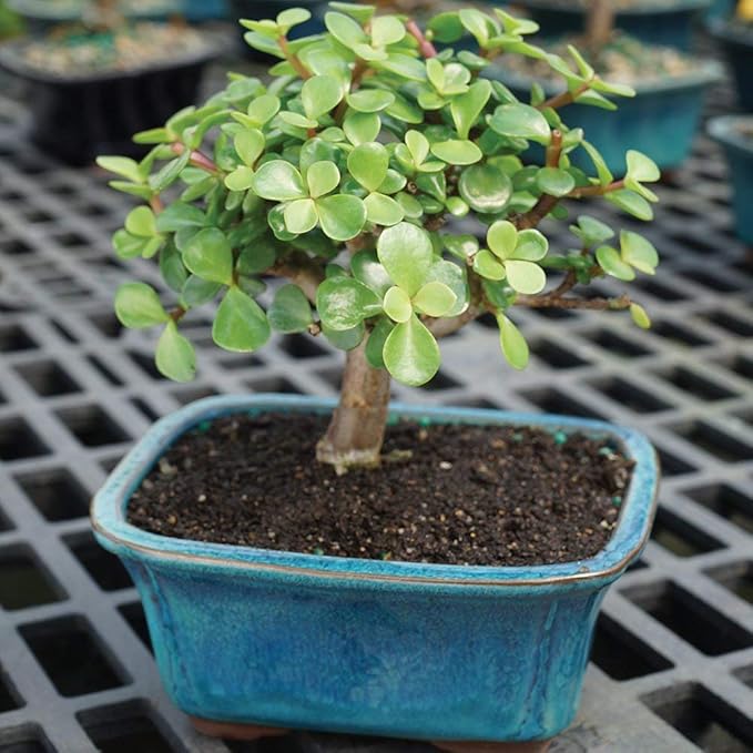 Brussel's Bonsai - Live Dwarf Jade Bonsai Tree in a Ceramic Bonsai Pot, Indoor Succulent Houseplant, 3 Years Old, 5-8 Inches Tall, Easy Care Plant for Home or Office (Small, Green)