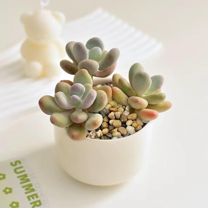 FANTIAN 2 Pounds Pebbles for Plants, 3/8 Inch Polished Pea Gravel. Decorative Stones River Rocks for Succulent Soil Cover, Cactus, Aquarium, Vase and Outdoor Garden Landscaping