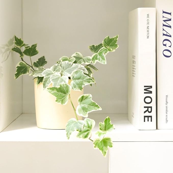 Golden English Ivy - Hedera Helix Kolibri (3" Grower Pot) - Eye-catching, Air-Purifying, Easy to Grow Houseplant - Best Trailing Houseplant for Home and Office Decoration