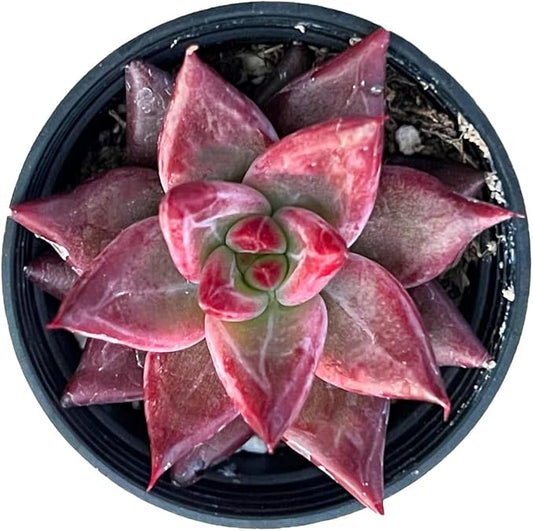 Sprout N Green Echeveria Red Soul, Live Succulent Plant Fully Rooted in 2" Pots with Soil Mix, Real Houseplant for Indoor Outdoor Home Office Wedding Decoration Party Favor