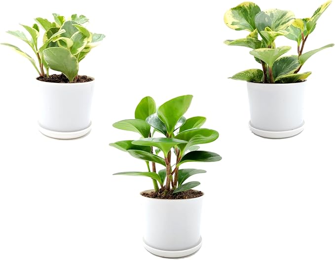 3PK Peperomia obtusifolia in 4” Decor Pots, Baby Rubber Plant, Live Indoor houseplant, Air Purifier, Pets Friendly, Foliage Plant, Succulent