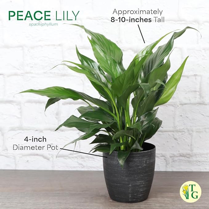Thorsen's Greenhouse Live Peace Lily Plant, Spathyphylum, Low Light, Natural Air Purifier Live Indoor Plant, 4" Diameter Pot (Growers Pot, 4-inch Pot)