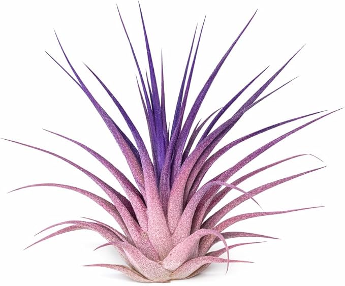 Live Colored Air Plants 2 Pack - Vibrant Color Enhanced Tillandsia, Easy Care Indoor Outdoor Houseplant, Home Decor, Terrariums & Gifts