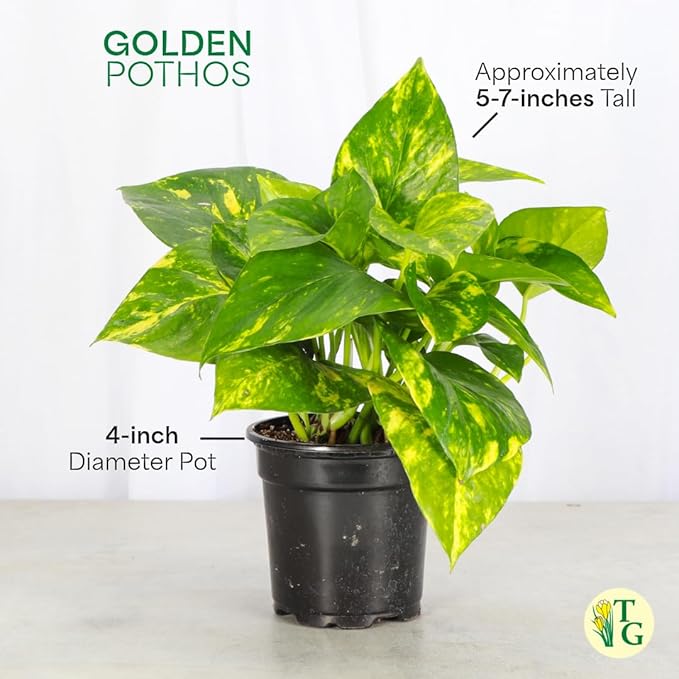 Thorsen's Greenhouse Golden Pothos, Live Indoor Vining Plant, Easy to Grow, Variegated Houseplant, Natural Air Purifier (Gold, 4-inch Pot)
