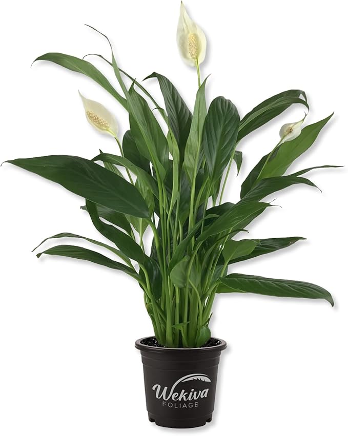 Spathiphyllum Peace Lily - Live Starter Plant in a 4 Inch Pot - Spathiphyllum - Elegant Low Maintenance Air Purifying Indoor Houseplant