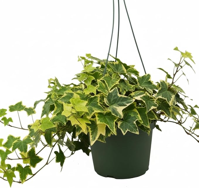 Golden English Ivy (6 inch) - Air-Purifying Houseplants - 4/6 inch Unique Live Decorative Houseplants - Low-Maintenance Indoor Plants, House Warming Gift, Natural Air Purifier
