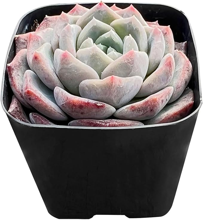 Sprout N Green Echeveria Snow Fairy in 2 inch Starter Pot, Rare Live Succulent Plant Fully Rooted in Planter with Soil, Home Office Indoor Outdoor Wedding Decoration DIY Projects Party Favor
