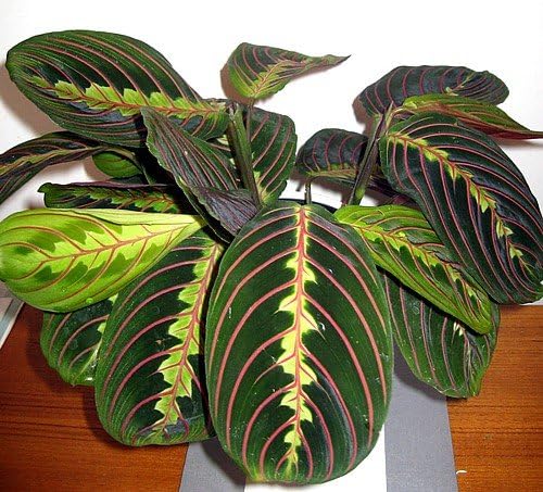 Hirt's Red Prayer Plant - 2 Pack - Maranta - House Plant - 3" Pots