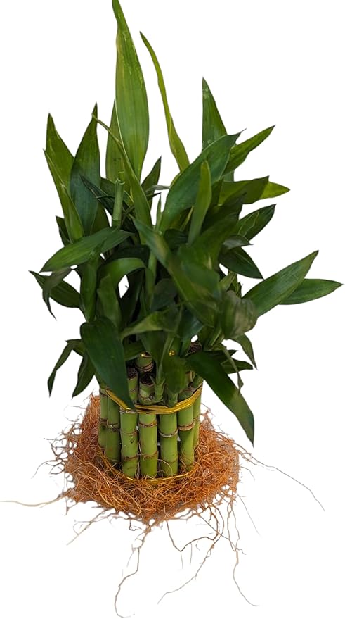 Live Lucky Bamboo Plant, 15 Stalks, Two Tier, Air Purifying, Indoor