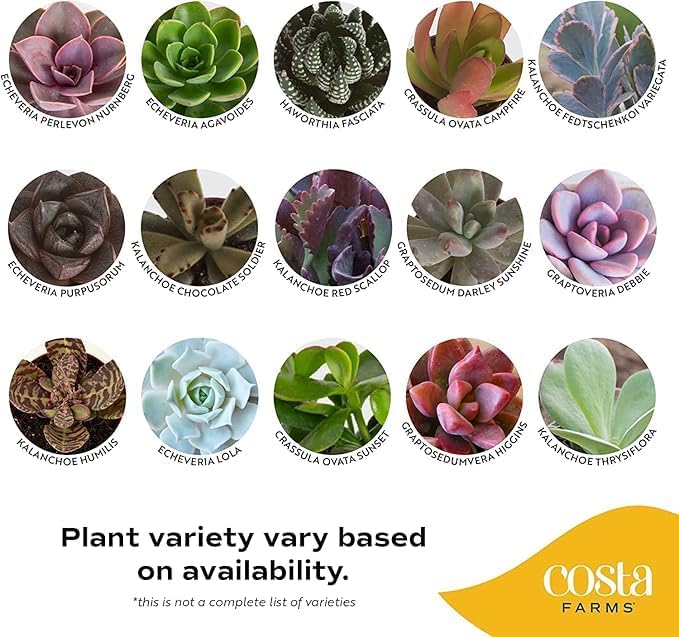 Costa Farms Mini Succulent Live Plants in Plastic Pot, Easy to Maintain Asssorted Indoor Succulents, Houseplants for Room Decor, House Warming or Birthday Gift, 2-3.5 Inches Tall, Pack of 6