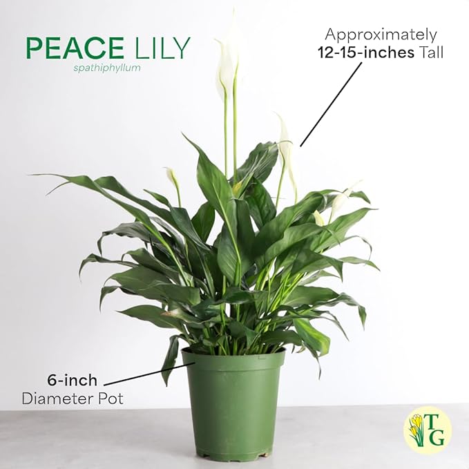 Thorsen's Greenhouse Live Peace Lily Plant, Spathyphylum, Low Light, Easy to Grow, Natural Air Purifier Live Indoor Plant, 4-6" Diameter Pot (Navy, 6-inch Pot)
