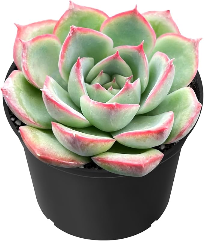 Sprout N Green Echeveria 'Silhouette', Mini Live Succulent Fully Rooted in 2" Pot with Soil Mix, House Plant for Indoor Outdoor Home Office Wedding Decoration Party Favor, Pets Friendly, Easy to Care