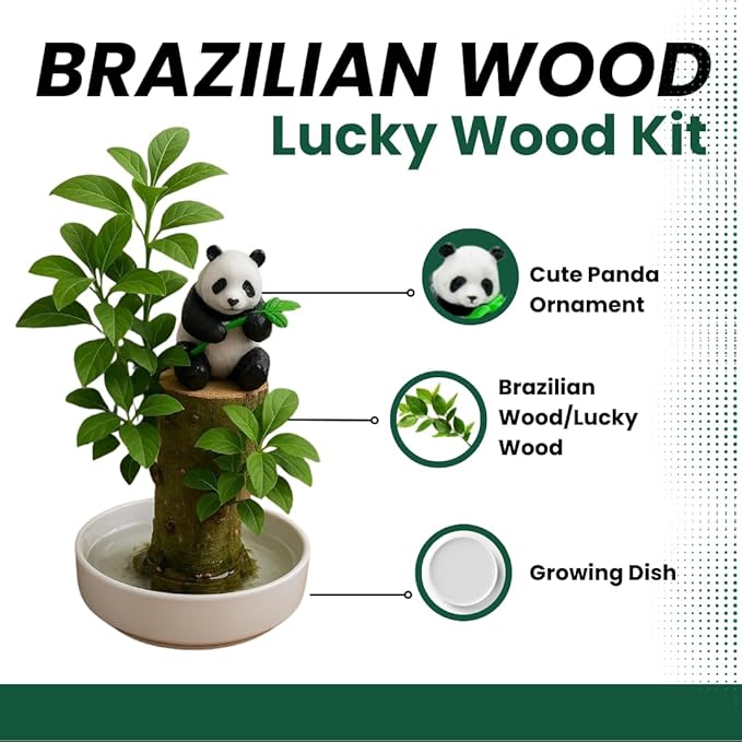 Lucky Money Desktop Tree with Water Tray and Panda Figurine - Living Valentine's Gift Lucky Willow Wood - Desk, Counter Top or Window - Brings Luck and Joy to Your Office or Home