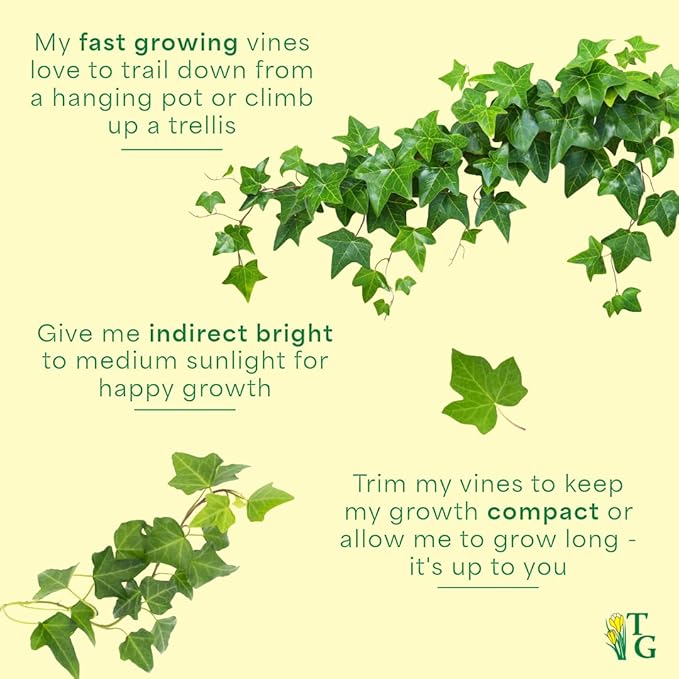 Thorsen's Greenhouse Live Green English Ivy Plant, Hedera Helix, Natural Air Purifier, Easy to Grow, Live Indoor Houseplant, 4" Diameter Pot (Black - Hanging)