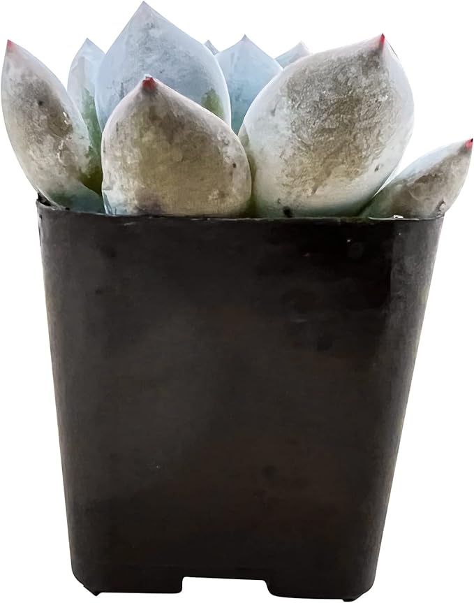 Sprout N Green Echeveria 'Snow Angel', Live Succulent Fully Rooted in 2in Pot, House Plant for Home Office Wedding Hanging Decor DIY Project Party Favor, Pets Friendly, Easy to Care