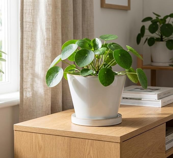 Glazed Ceramic Planter with Drainage Hole & Saucer for Indoor Tropical Plants, Reactive Glaze Plant Pot (White, 6")