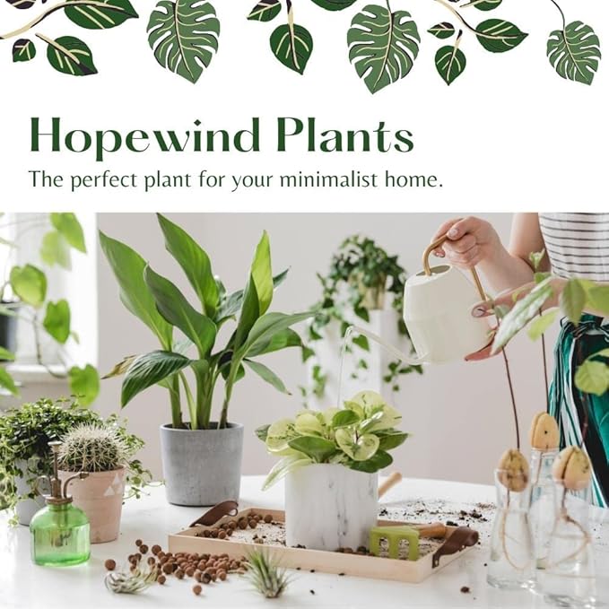 Live Plant, Lemon Lime Maranta Prayer Plant, Pet Friendly, Air Purifying Plant, Easy Care, Easy to Grow Live Indoor Plant, Houseplant, Rare Indoor Plant, Home Décor 4 inch Pot by Hopewind Plants Shop