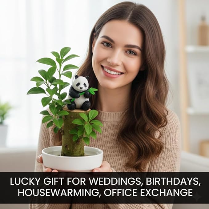 Lucky Money Desktop Tree with Water Tray and Panda Figurine - Living Valentine's Gift Lucky Willow Wood - Desk, Counter Top or Window - Brings Luck and Joy to Your Office or Home