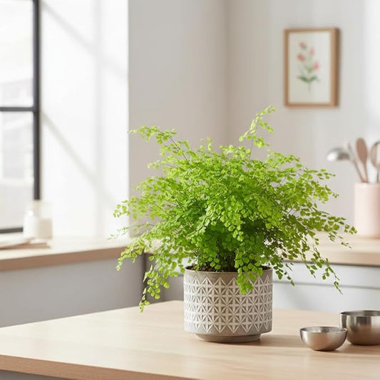 Maidenhair Fern (6 inch) - Air-Purifying Houseplants - 4/6 inch Unique Live Decorative Houseplants - Low-Maintenance Indoor Plants, House Warming Gift, Natural Air Purifier