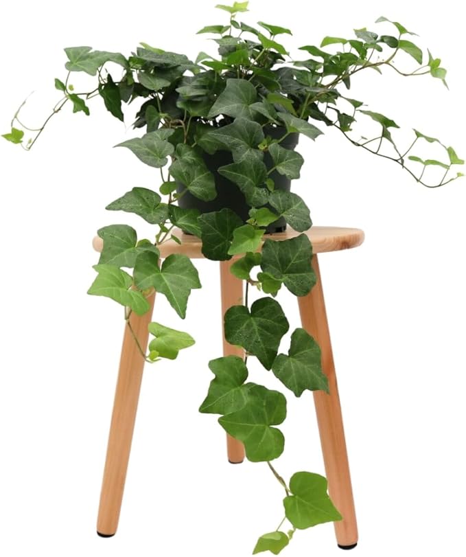 American Plant Exchange English Ivy – Live 6-Inch Potted Trailing Vine, Low-Maintenance Air-Purifying Houseplant for Hanging Baskets, Shelves & Indoor Home or Office Décor