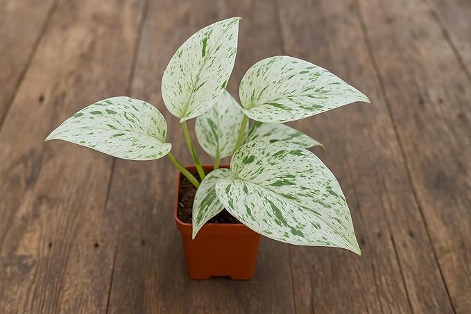 Snow Queen Pothos – Live Starter Plant in 2 Inch Pot - Air Purifier Plant to Make Your House Healthier