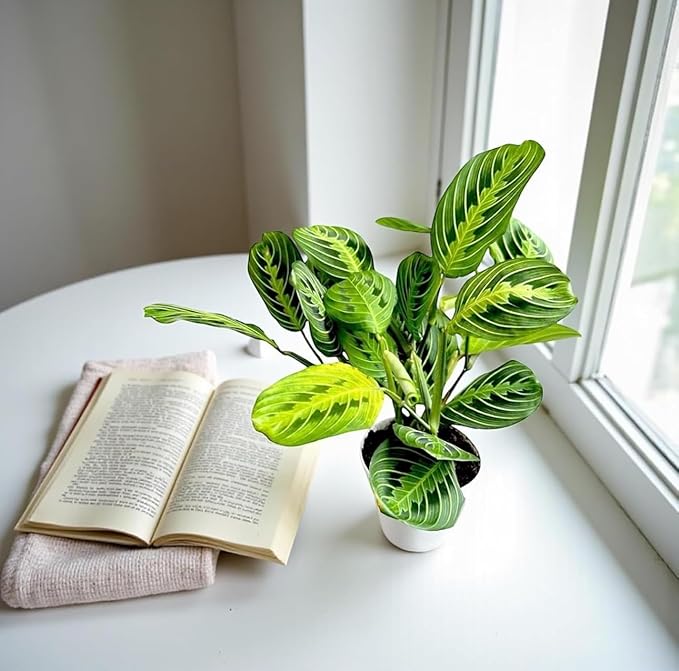 Live Plant, Lemon Lime Maranta Prayer Plant, Pet Friendly, Air Purifying, Easy Care, 12-16 inch Tall, Easy to Grow Rare Indoor Plant, Houseplant, 4 inch Pot by Hopewind Plants Shop