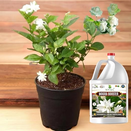 Sovata® Mogra Booster, Essential Organic Powerful Liquid Fertilizer for heavy flowering and fast growth of Mogra Plants. (500 ml)