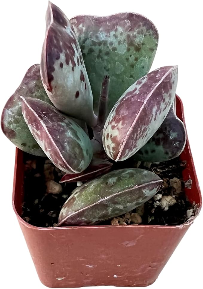 Sprout N Green Adromischus triflorus 'Calico Hearts' Succulent, Live Plant Rooted in 2" Pot, Indoor Outdoor Office Home Holiday Wedding Décor Party Favor DIY Projects, Easy to Care, Pet Friendly