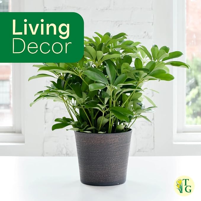 Thorsen's Greenhouse Live Arboricola Umbrella Tree Plant, Schefflera Arboricola, Natural Air Purifier, Easy to Grow, Live Indoor Houseplant, 4-inch Diameter (Copper)
